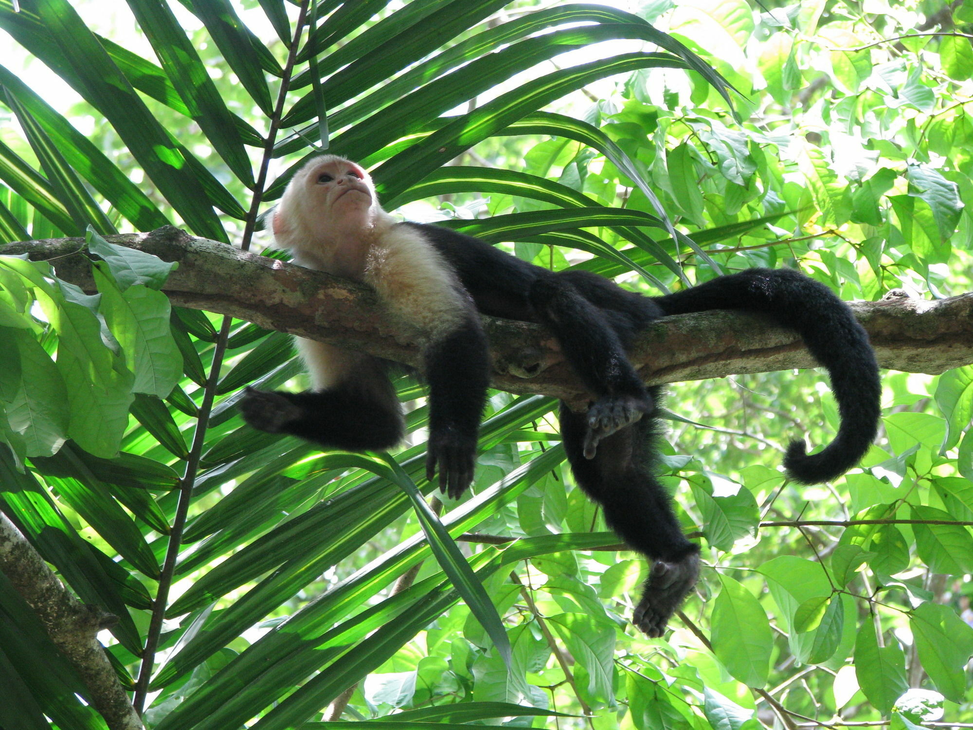 Lirio Lodge Barra de Pacuare Dış mekan fotoğraf