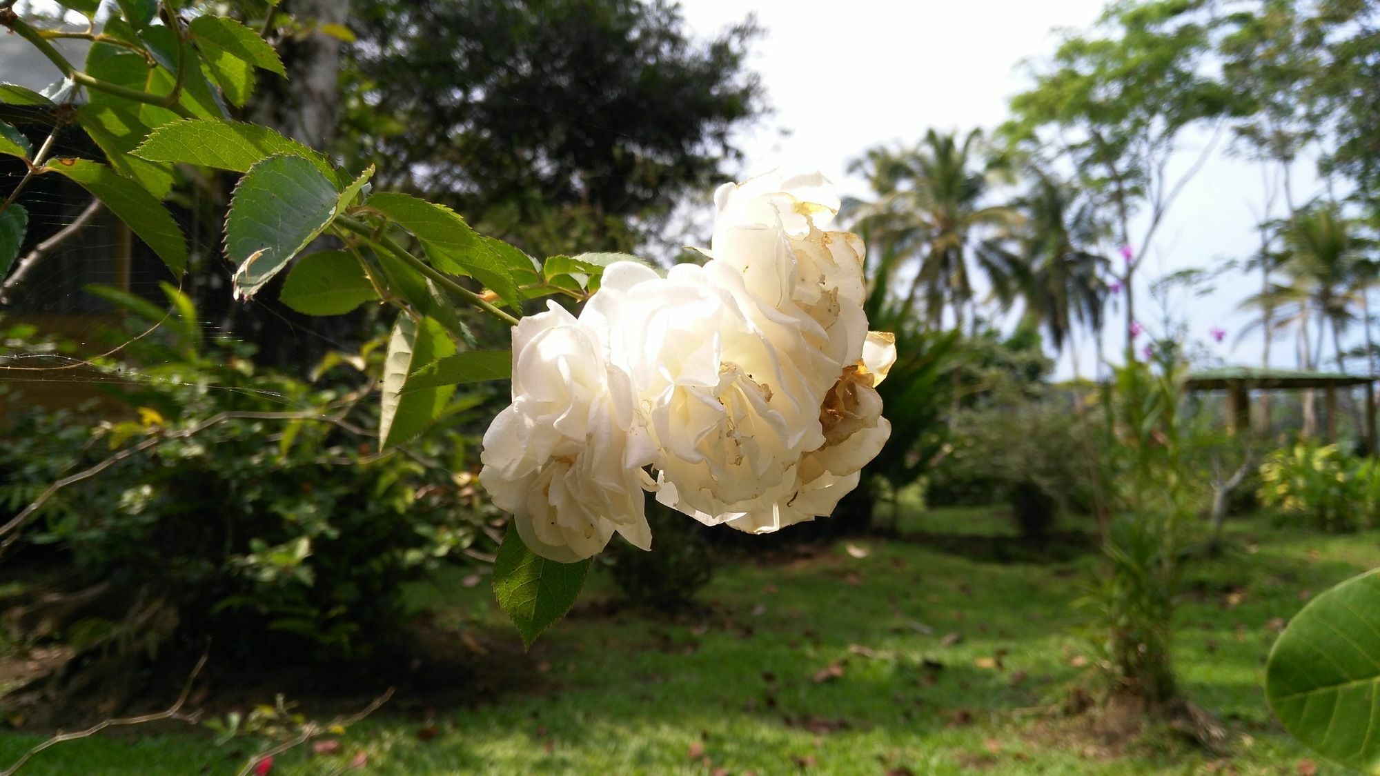 Lirio Lodge Barra de Pacuare Dış mekan fotoğraf